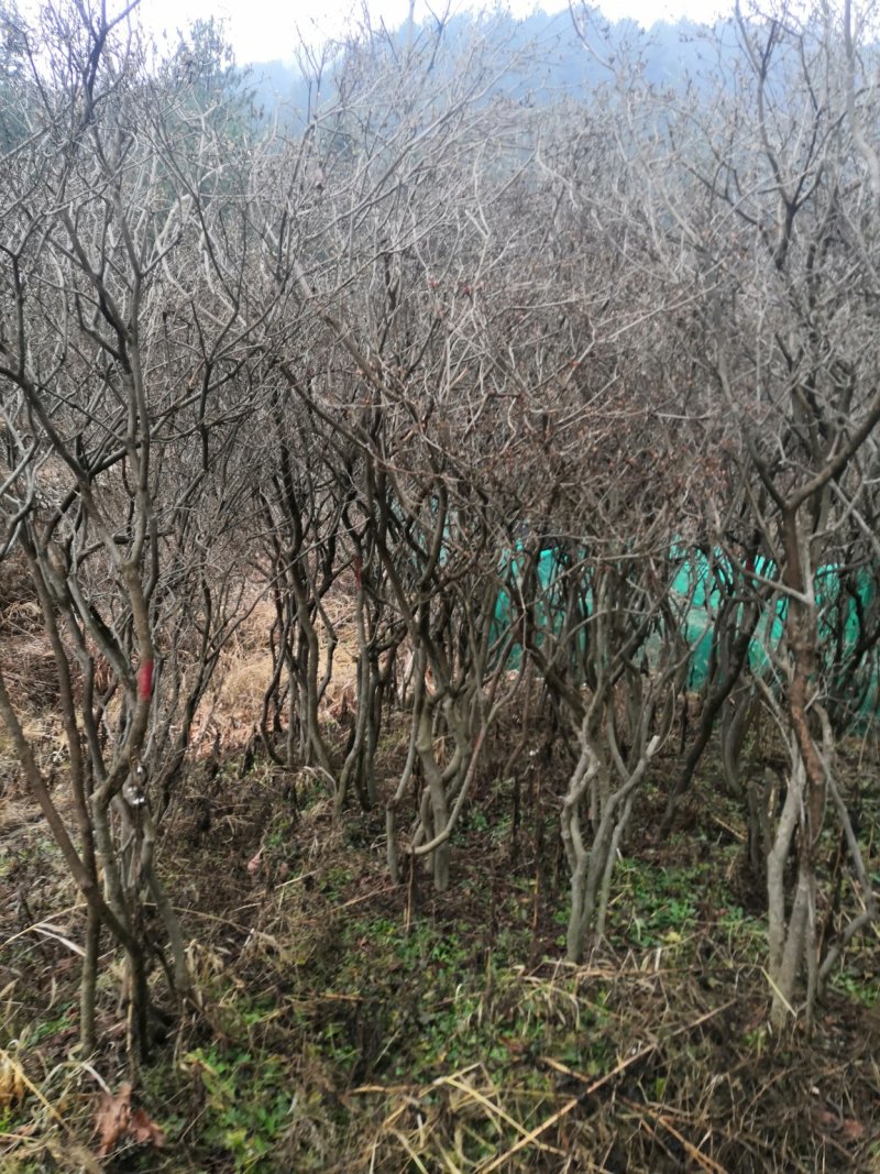 映山红全冠熟桩