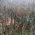 映山红全冠熟桩
