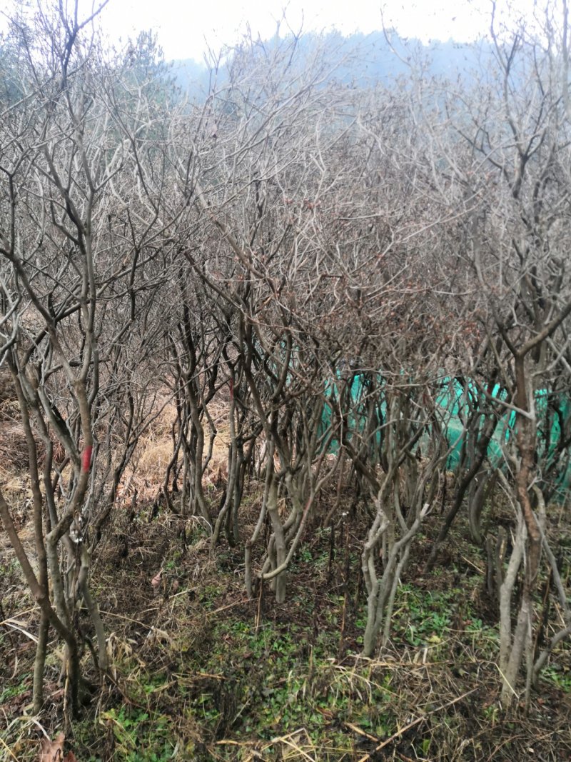 映山红全冠熟桩