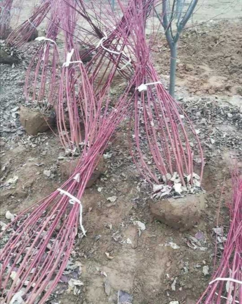 红瑞木：根系发达质量有保证价格合理可以实地考察支持线上