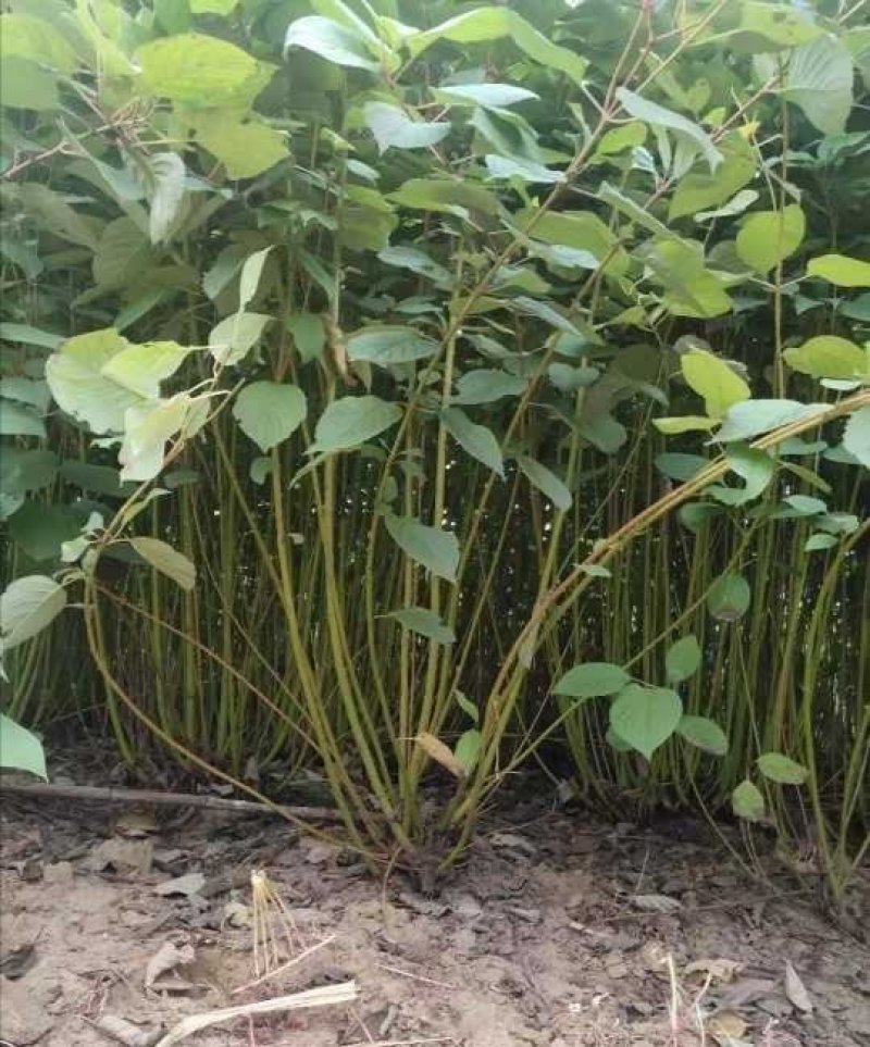 红瑞木：根系发达质量有保证价格合理可以实地考察支持线上
