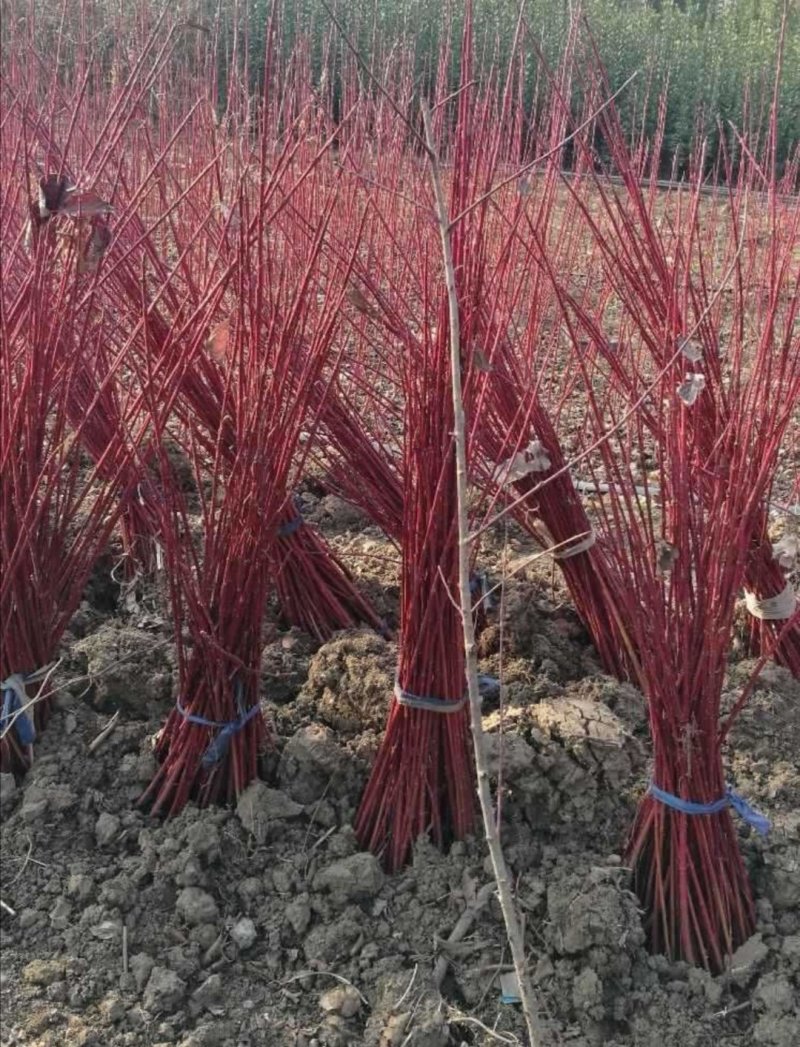 红瑞木：根系发达质量有保证价格合理可以实地考察支持线上