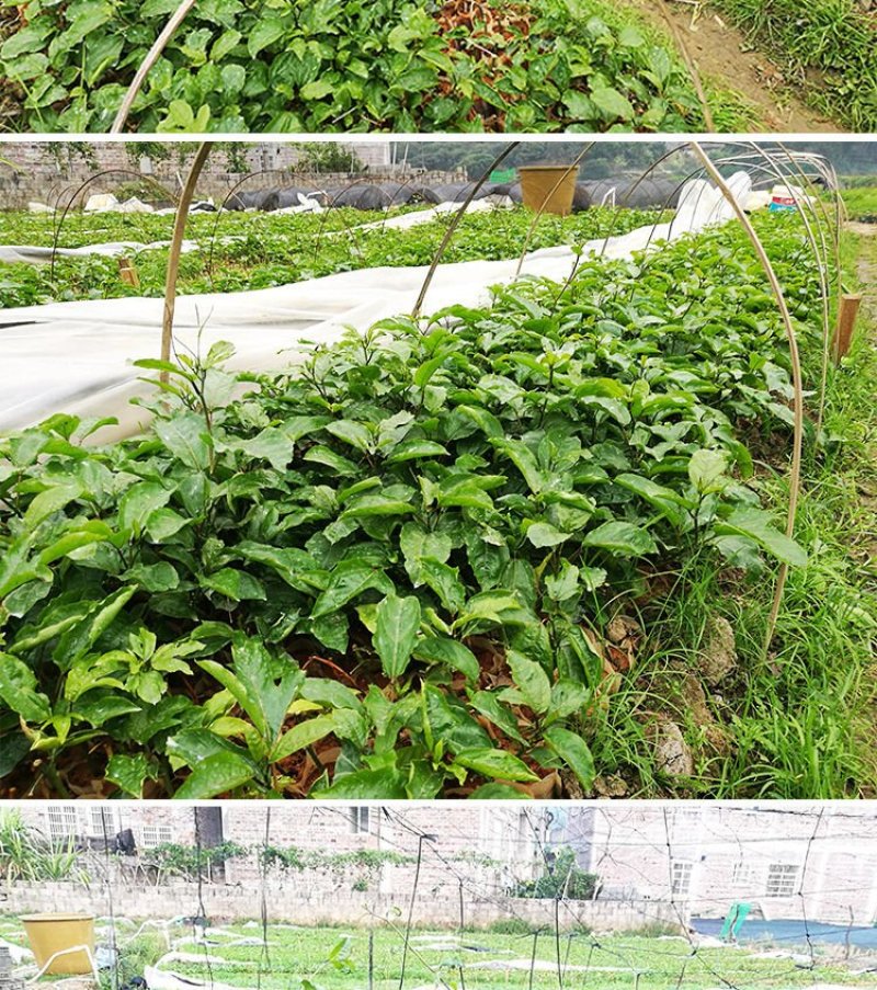 百香果苗，小杯苗，中杯袋苗