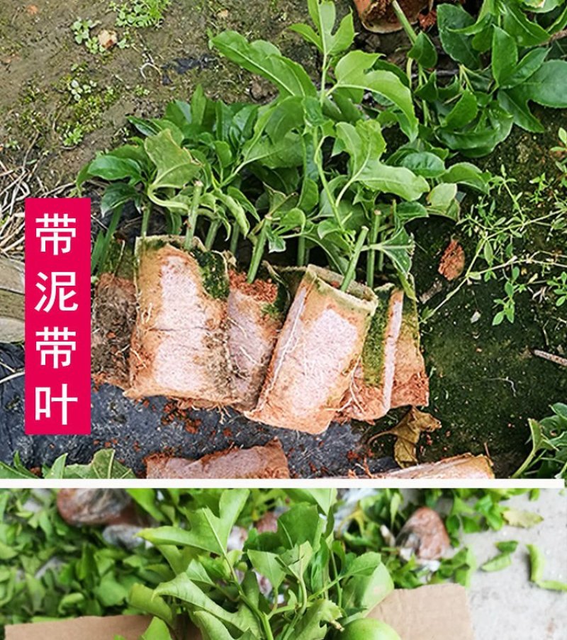 百香果苗，小杯苗，中杯袋苗