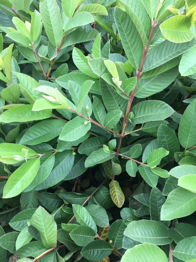 台湾番石榴苗，西瓜芭乐，台湾四季芭乐。