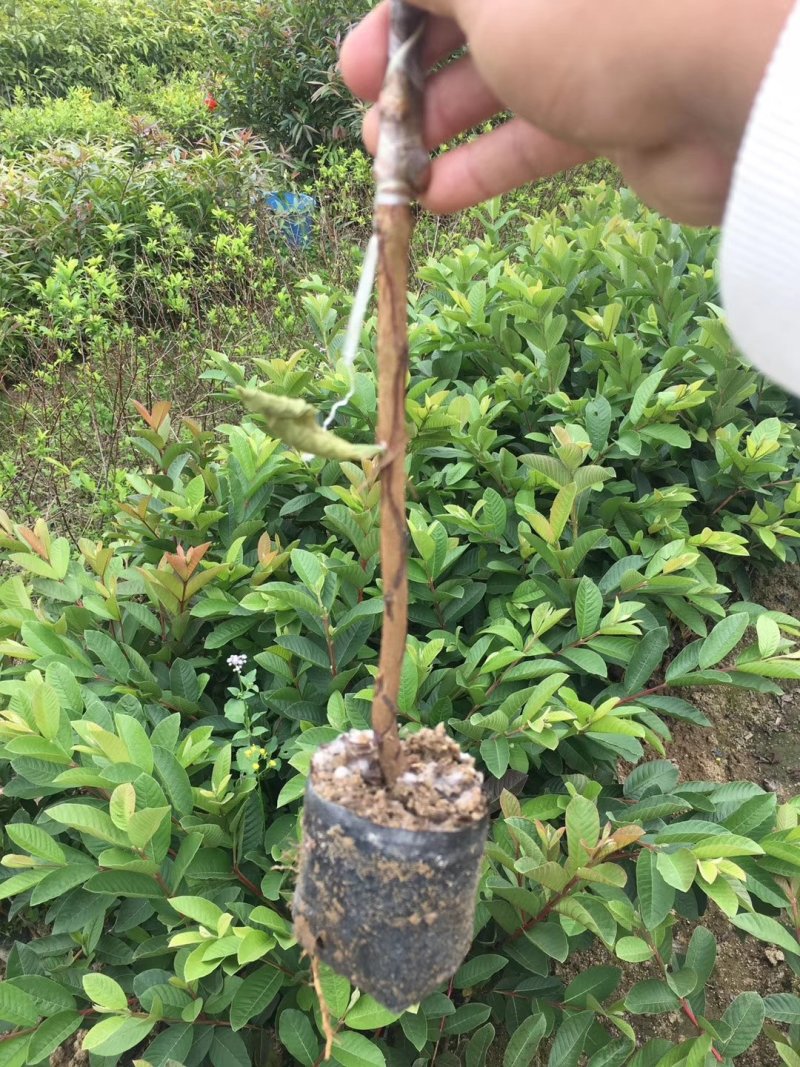 台湾番石榴苗，西瓜芭乐，台湾四季芭乐。