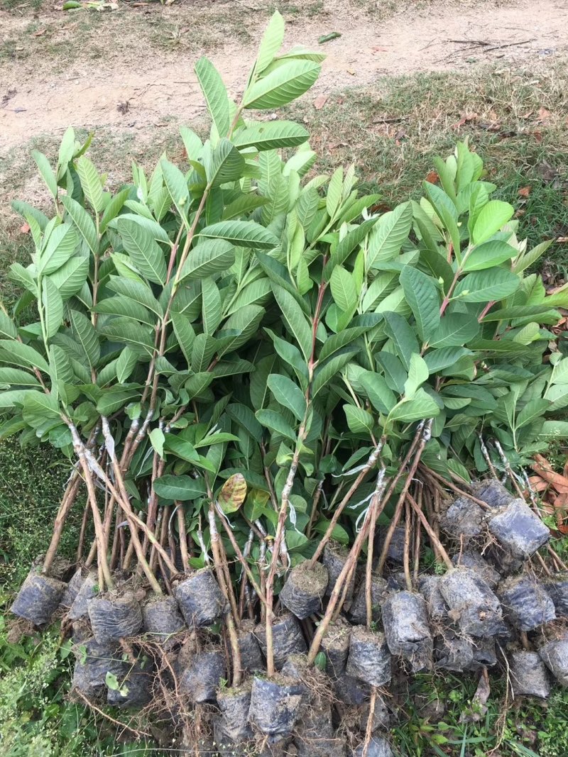 台湾番石榴苗，西瓜芭乐，台湾四季芭乐。