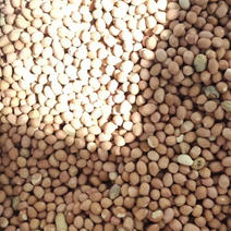 苏丹，赛内加尔花生米，商品油料，货美价优批发全国