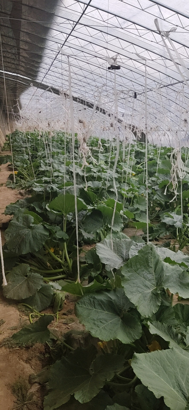 山西生态口感农业口感好商品性好水果西葫芦