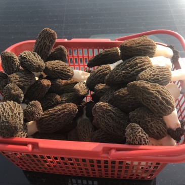 羊肚菌鲜货