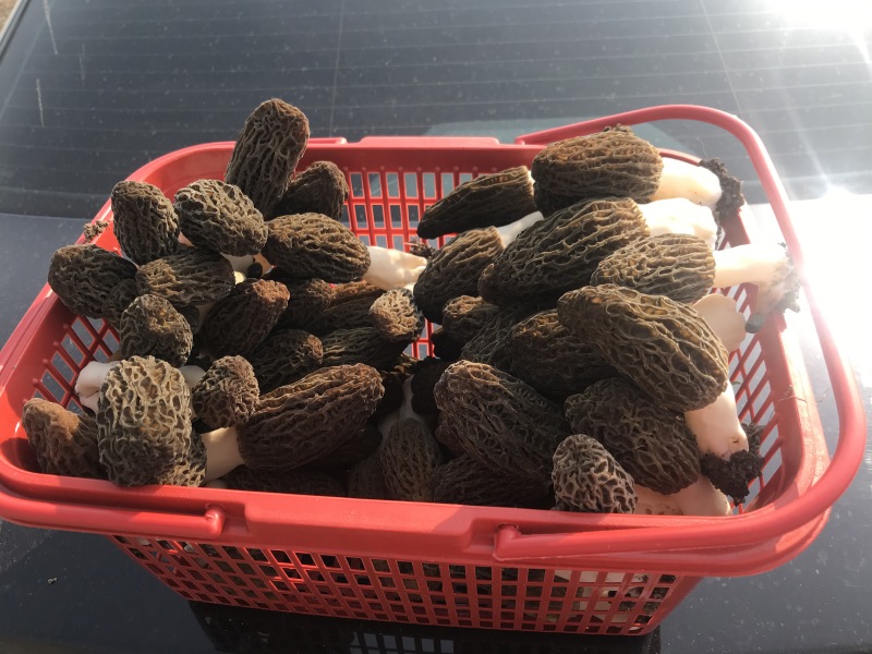 羊肚菌鲜货