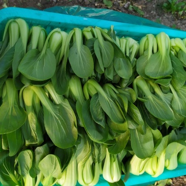 小青菜大量长期供应