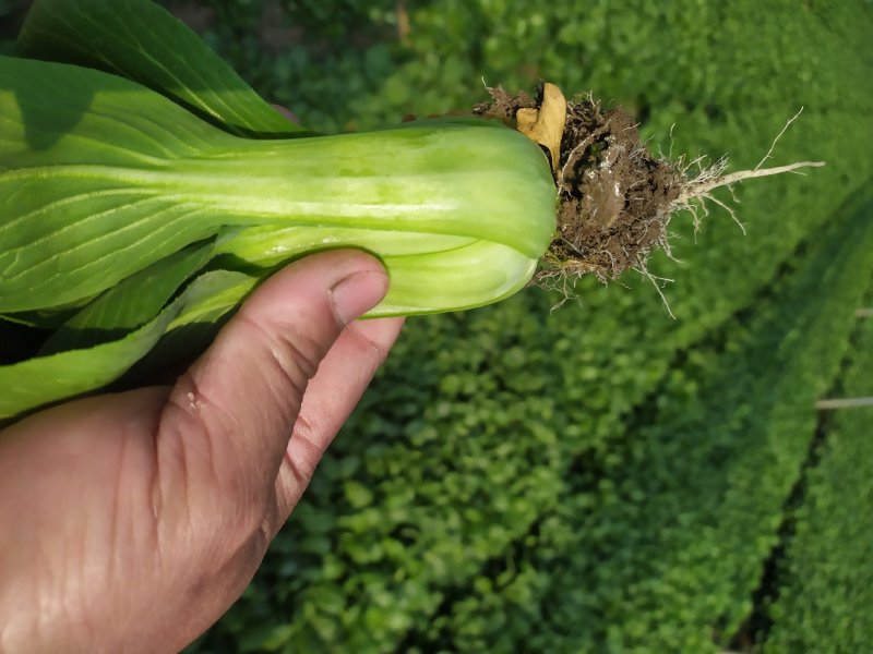 小青菜大量长期供应