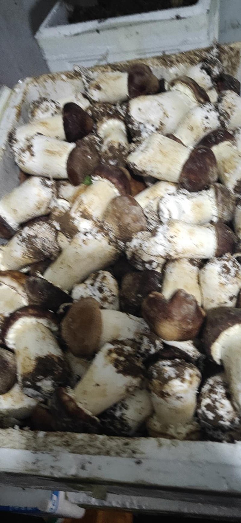 食用菌产品购销，加工代包装，