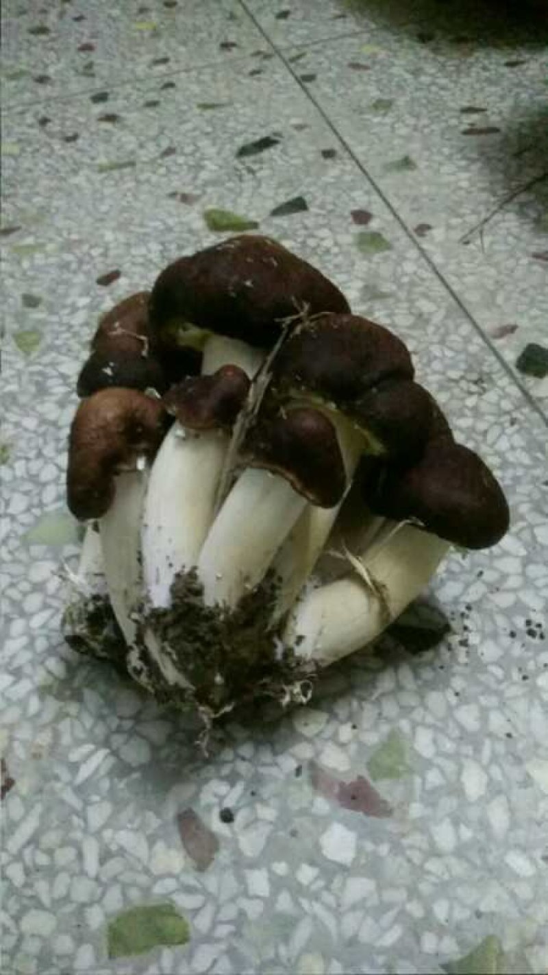 食用菌产品购销，加工代包装，