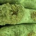 食用菌产品购销，加工代包装，