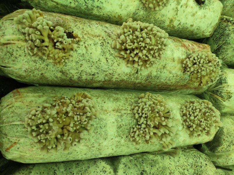 食用菌产品购销，加工代包装，