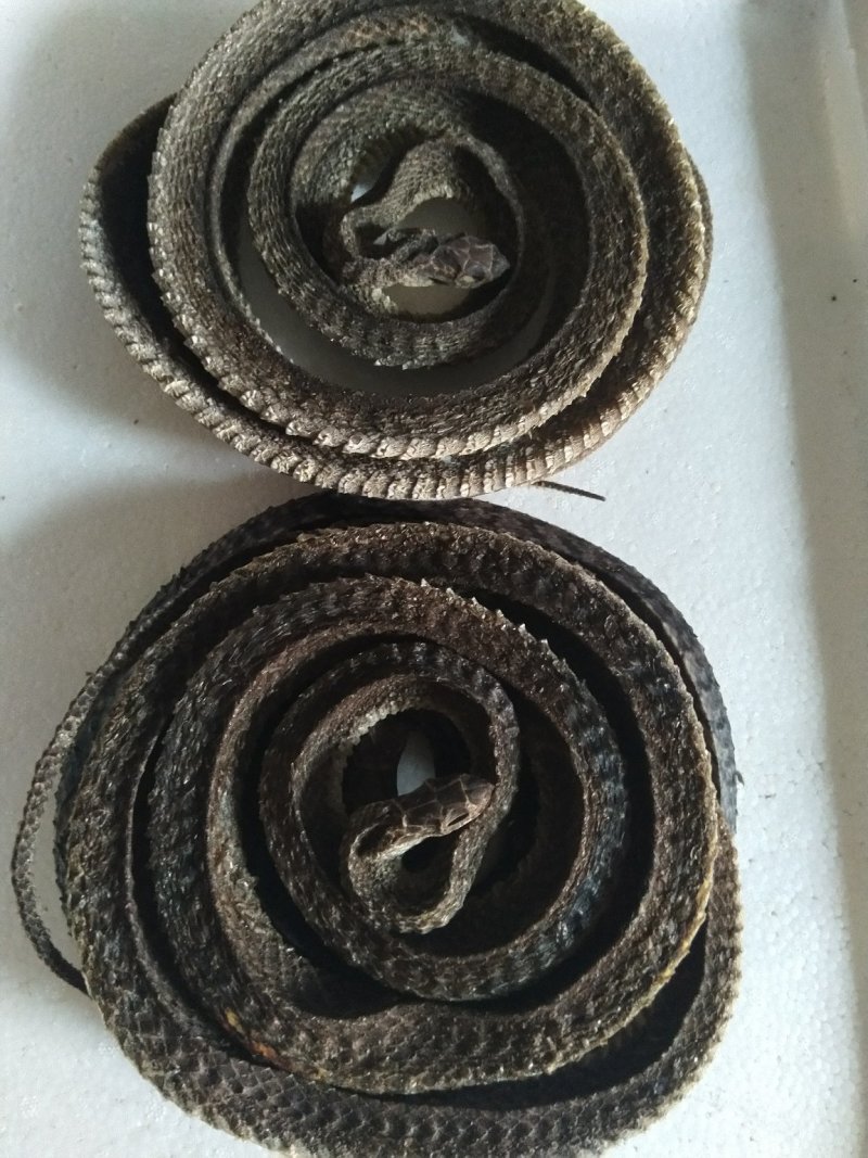 优质中药材，蛇干，乌蛇干