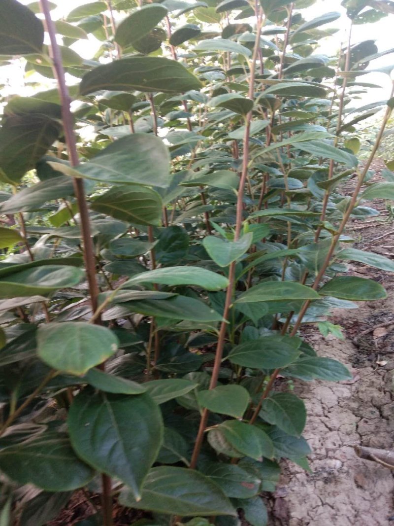 柿子苗大尖顶，阳丰脆柿子苗大量有货，支持线上代发业务