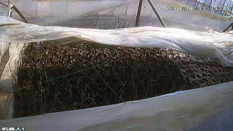 盆栽葡萄