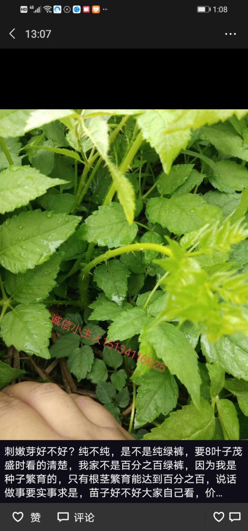 刺嫩芽苗