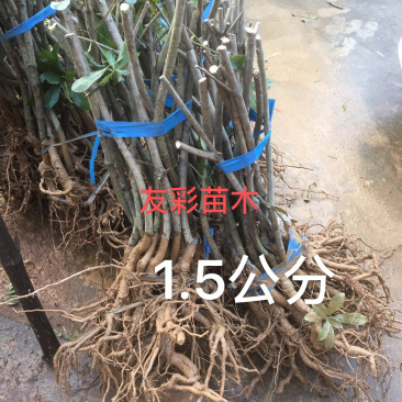 东魁杨梅苗黑炭杨梅苗三年苗1.5-2公分浙江台州