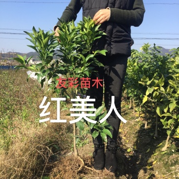 2年正宗嫁接红美人爱媛28浙江台州