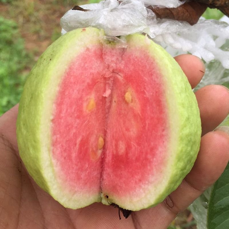 聚便宜试食商品无籽少核红宝石芭乐番石榴