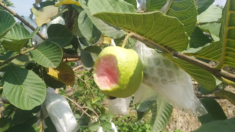 聚便宜试食商品无籽少核红宝石芭乐番石榴