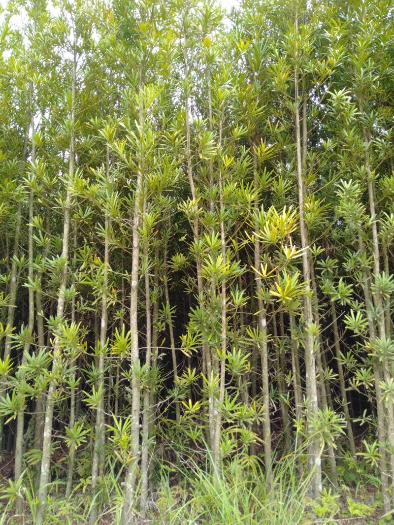 大量供应各种规格罗汉松，占地罗汉松，2到3公分的、绿化苗