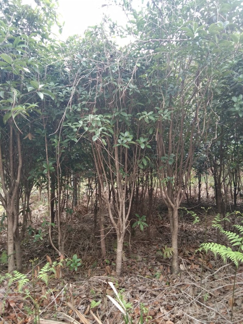 桂花
