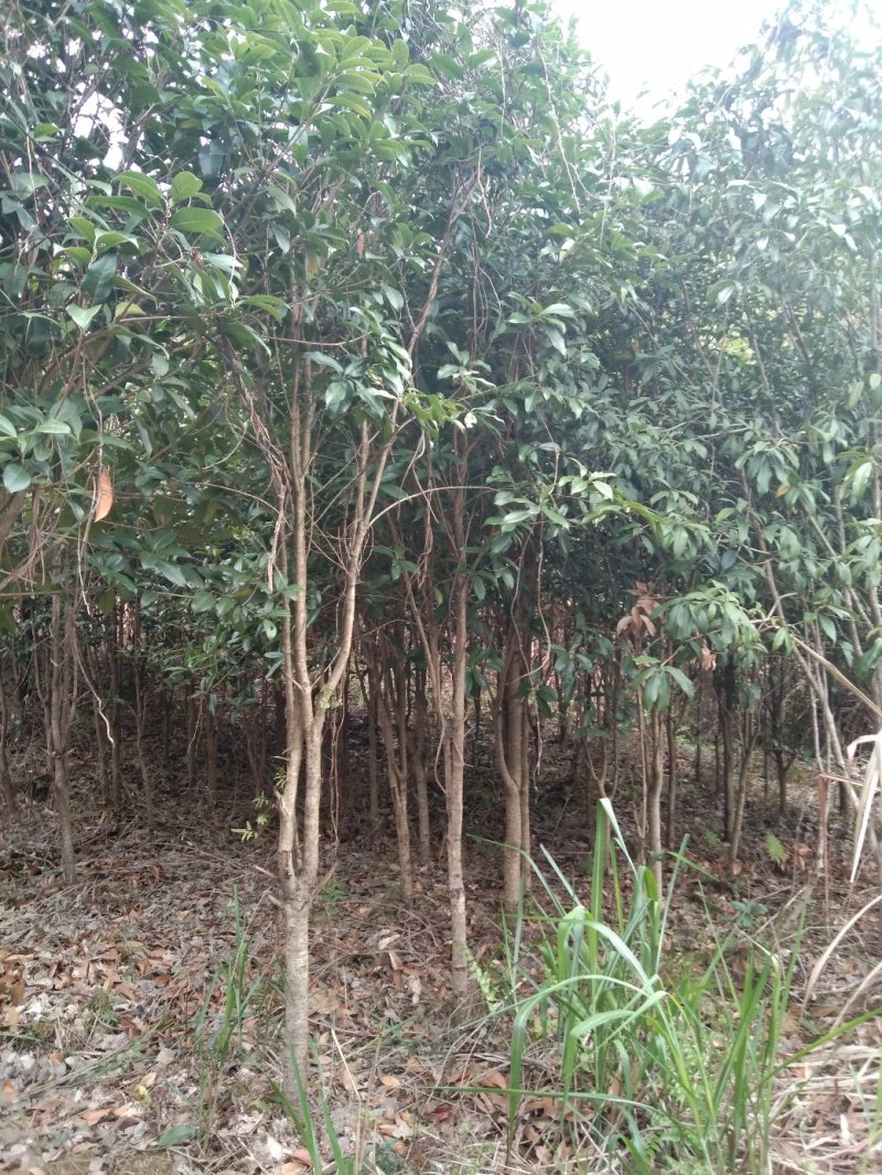桂花