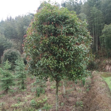 桂花