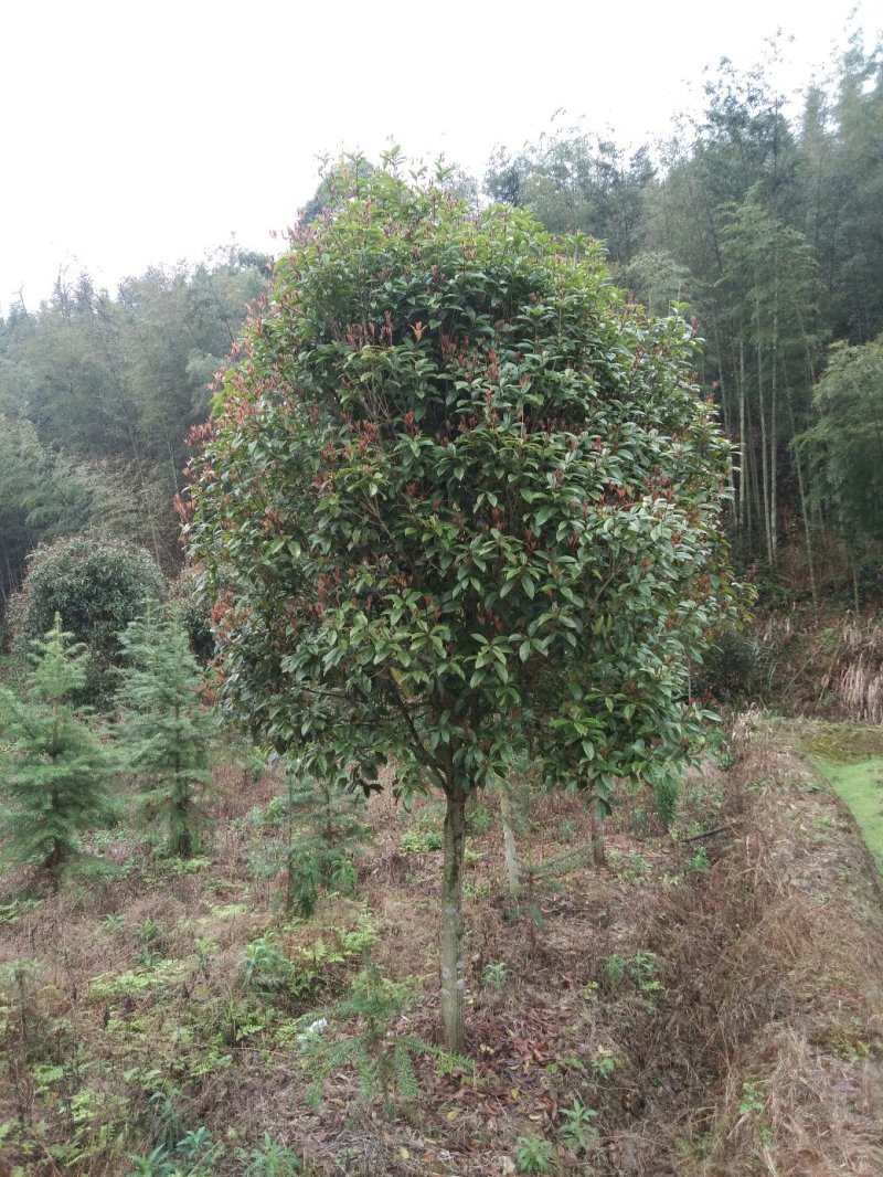 桂花