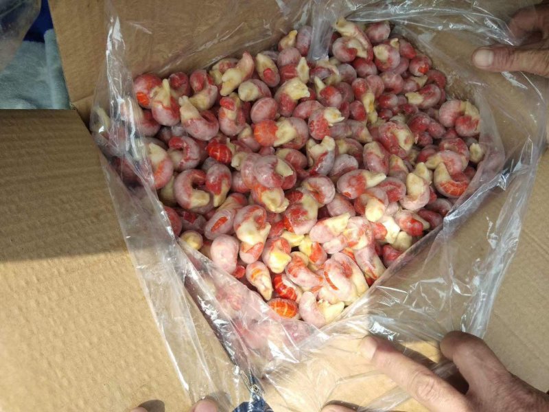 特级龙虾尾白菜价一手货源