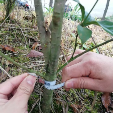四季桂花毛球