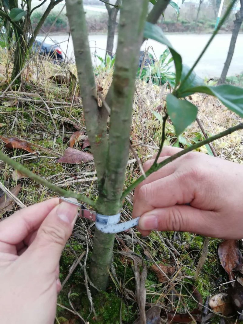四季桂花毛球