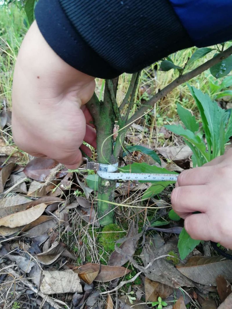 四季桂花毛球
