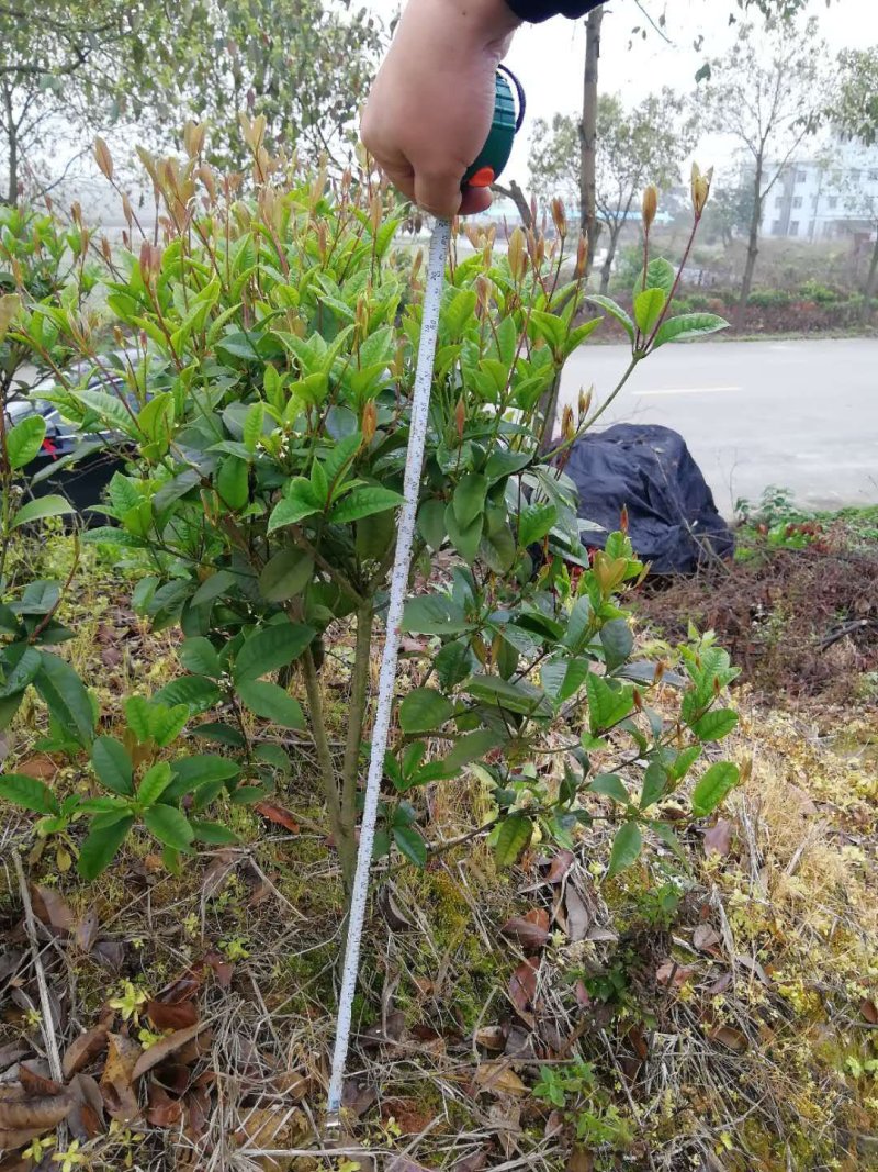 四季桂花毛球