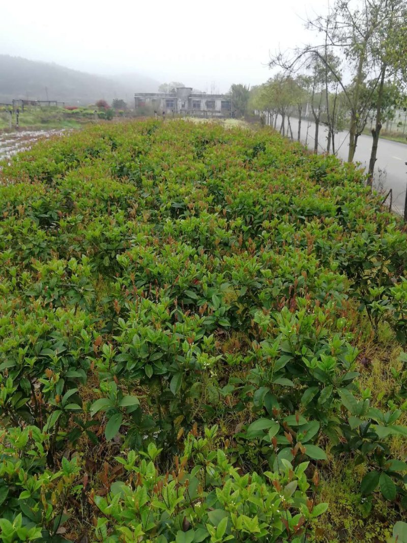 四季桂花毛球