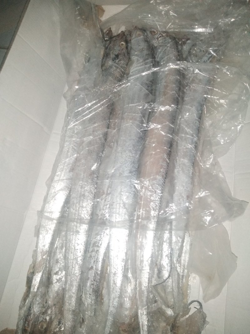 带鱼带鱼特价带鱼特价出一批带鱼
