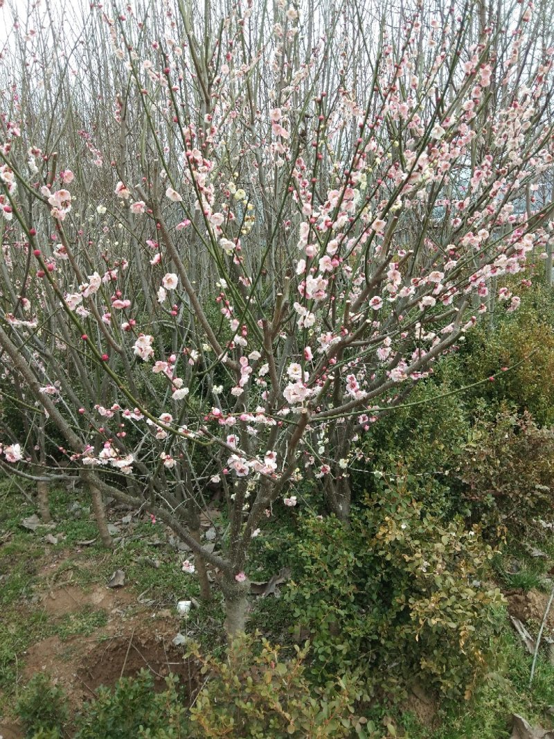愉叶梅丛生的单珠的嫁接梅花颜色各异开花鲜艳