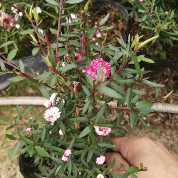 松红梅盆栽原盆发货