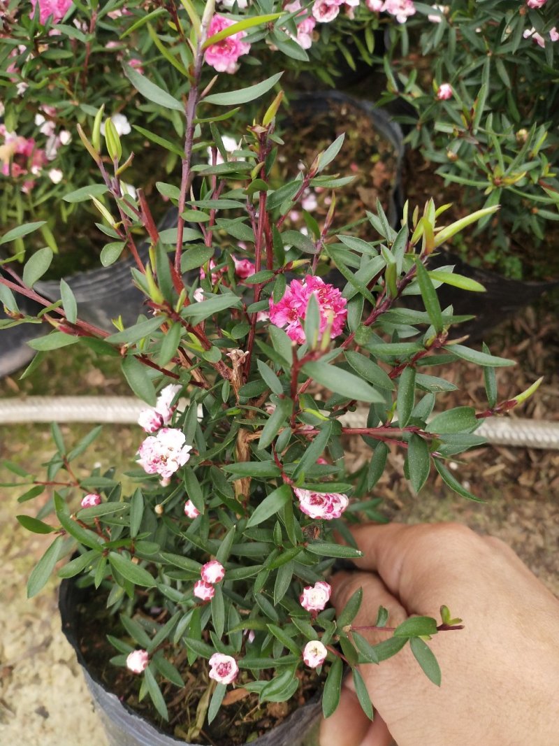 松红梅盆栽原盆发货