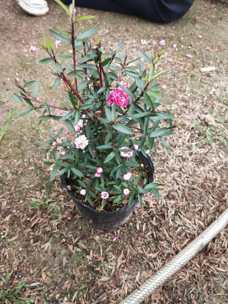 松红梅盆栽原盆发货