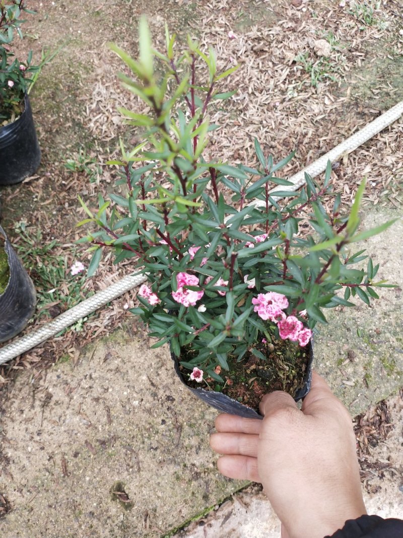 松红梅盆栽原盆发货
