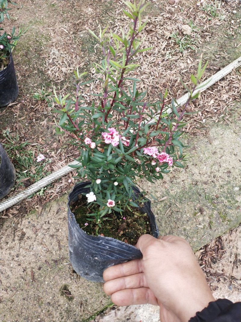 松红梅盆栽原盆发货