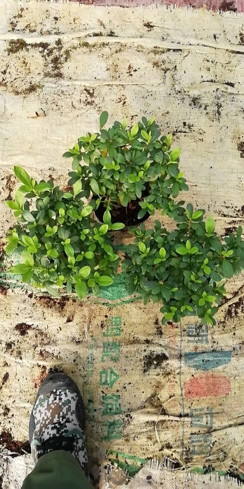 杜鹃花盆栽