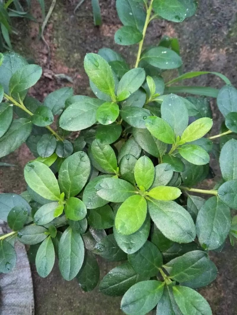 杜鹃花盆栽