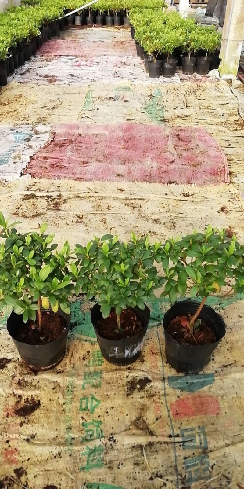 杜鹃花盆栽